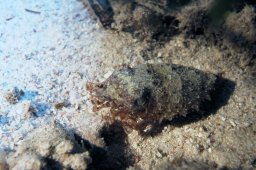 20010617_Shaab_Samaday_Nacht_0028